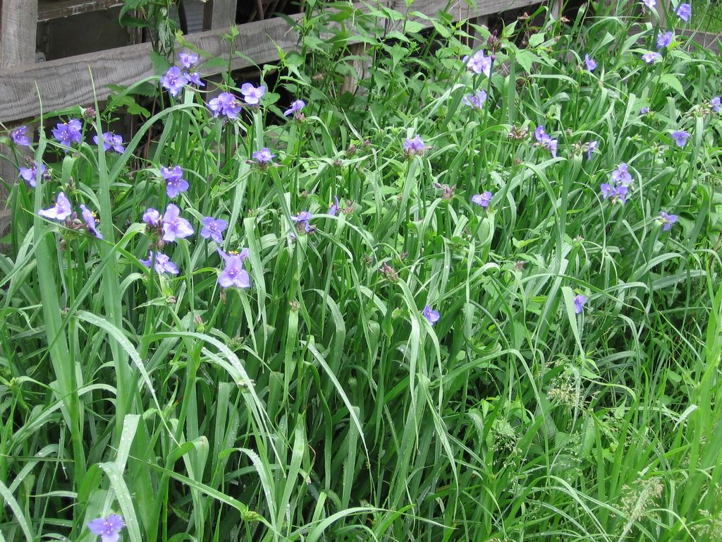 Kitchen Plants To Grow At Home Kitchen Plants To Grow At Home
